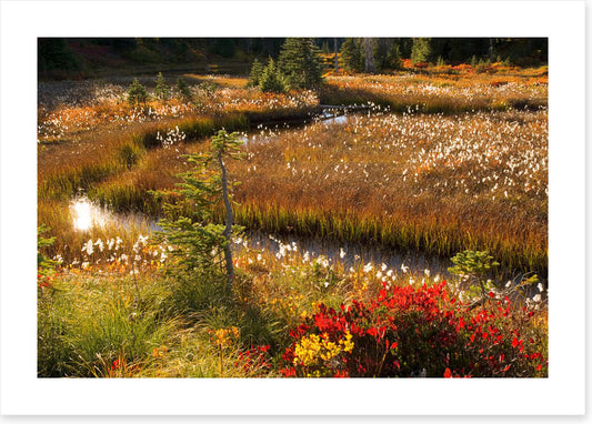 Wildflower stream