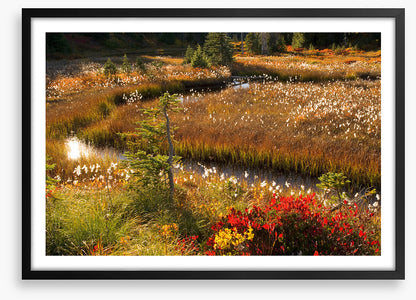 Wildflower stream
