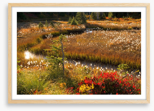 Wildflower stream