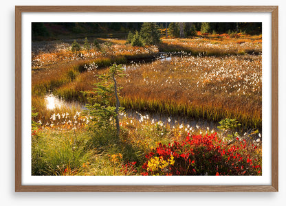 Wildflower stream