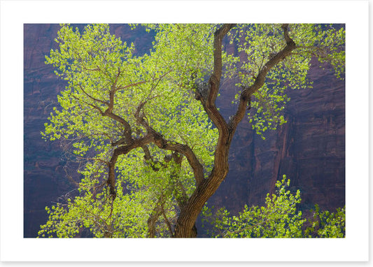 Cottonwood cliff