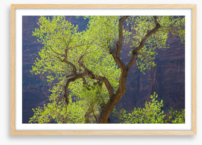 Cottonwood cliff