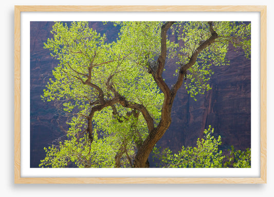 Cottonwood cliff