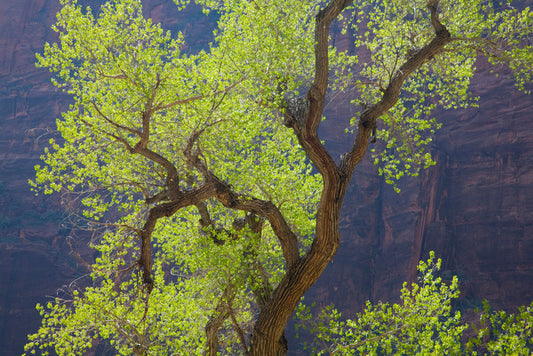 Cottonwood cliff