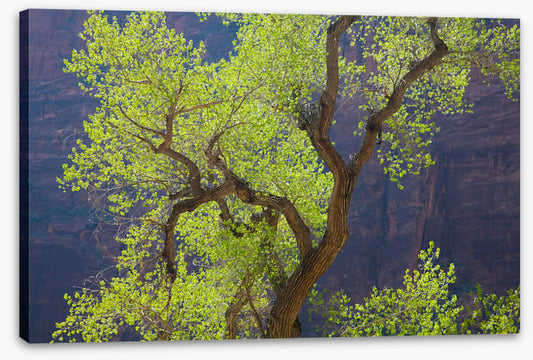 Cottonwood cliff