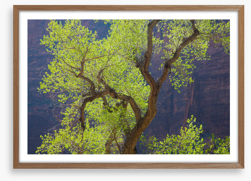 Cottonwood cliff