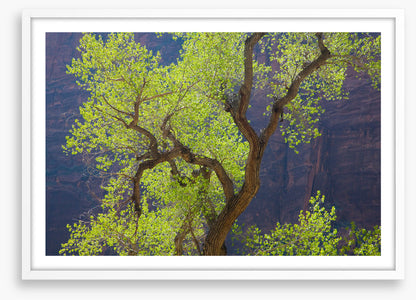 Cottonwood cliff