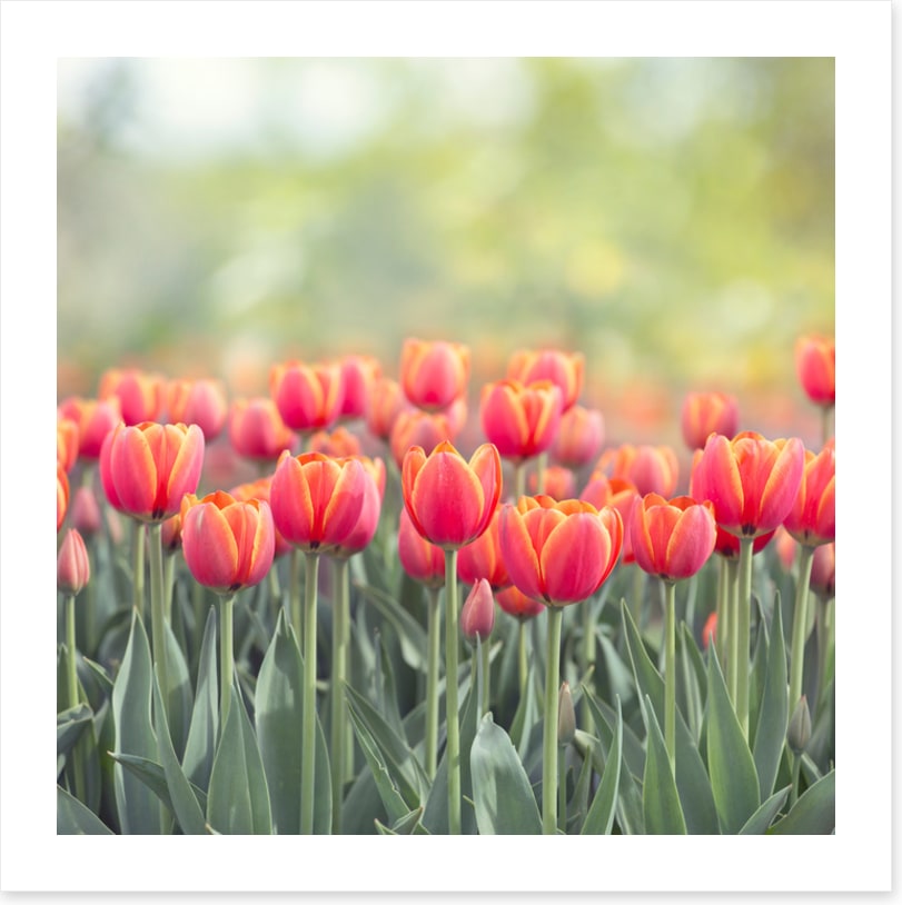 Tulip triumph