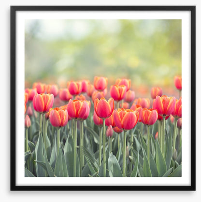 Tulip triumph