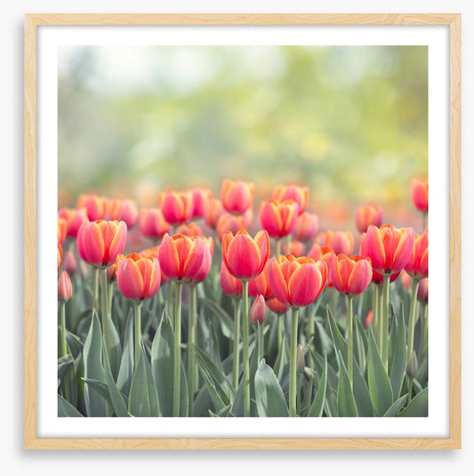 Tulip triumph