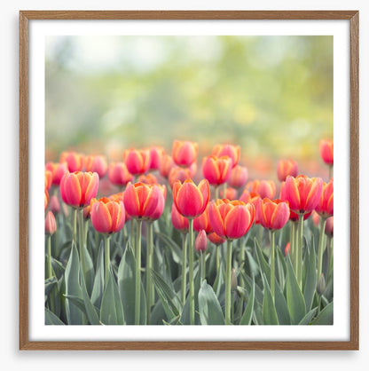 Tulip triumph
