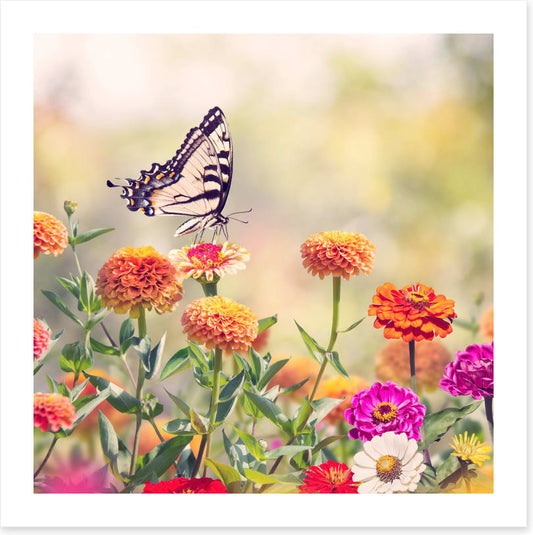 Zinnia swallowtail