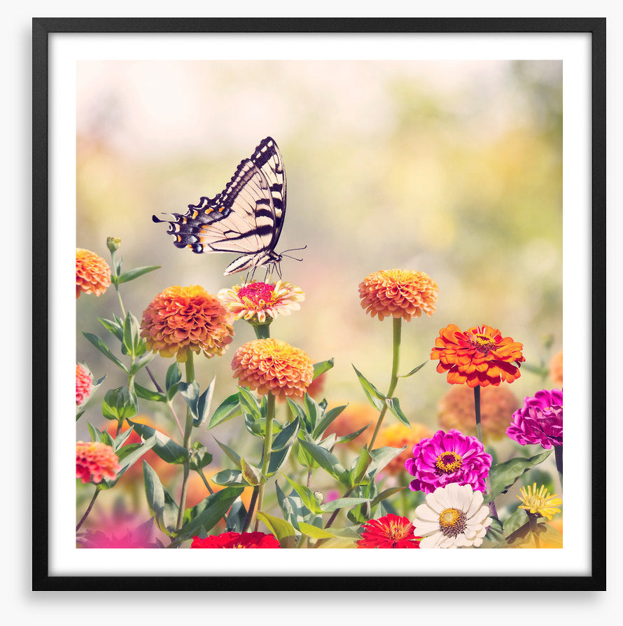Zinnia swallowtail