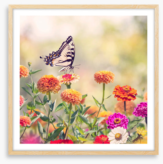 Zinnia swallowtail