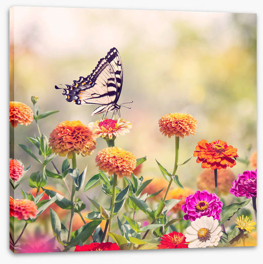Zinnia swallowtail