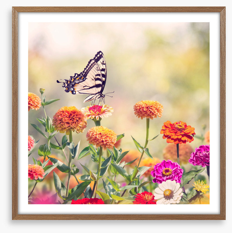 Zinnia swallowtail