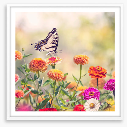 Zinnia swallowtail