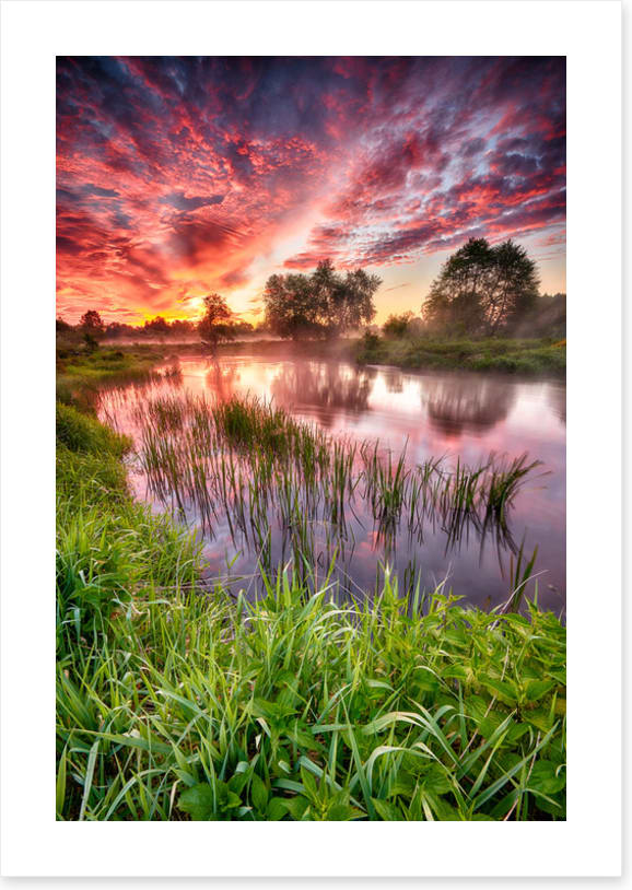 River reed sunset