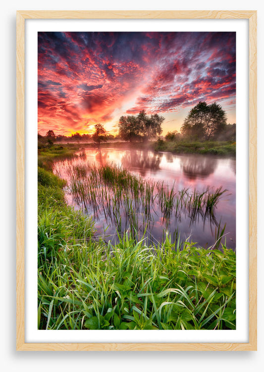 River reed sunset