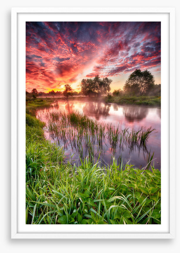 River reed sunset