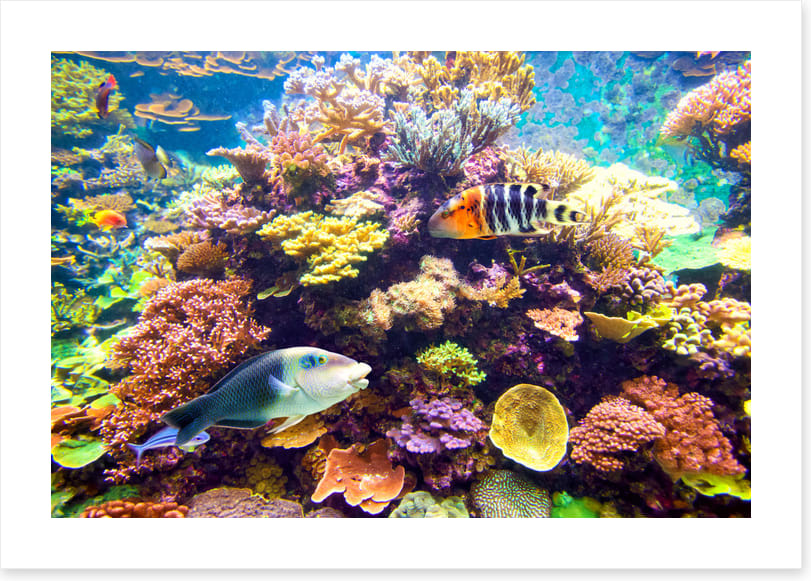 Floral reef