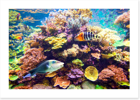 Floral reef