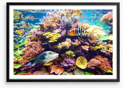 Floral reef