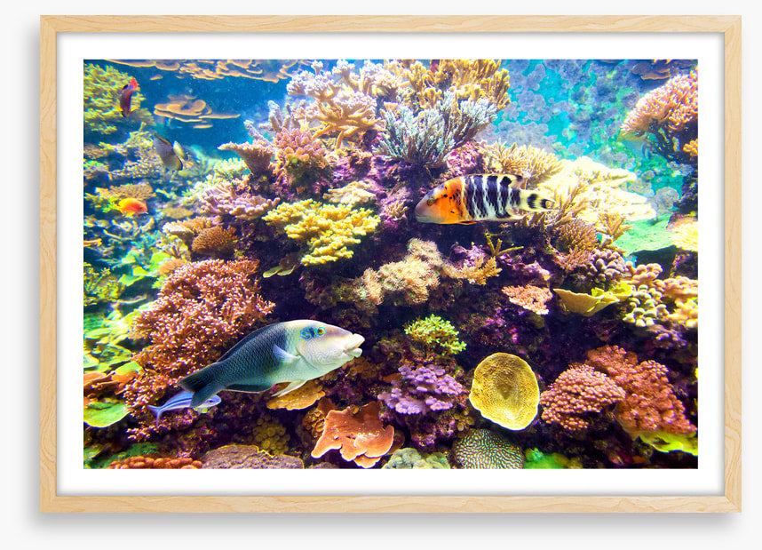 Floral reef