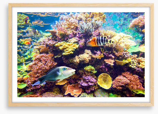 Floral reef
