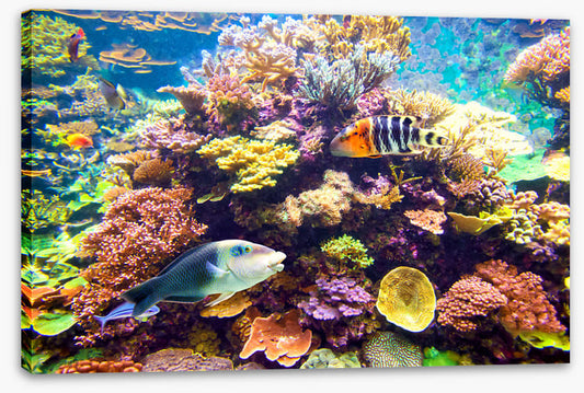 Floral reef