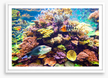 Floral reef