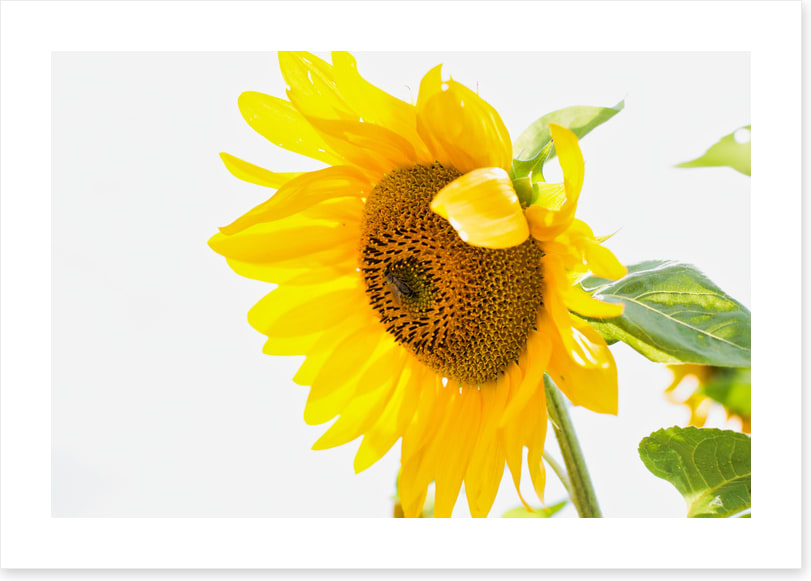 A sunny nature