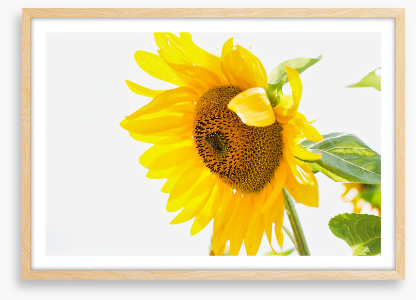A sunny nature