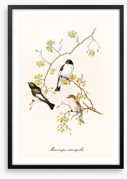 Muscicapa abricapilla