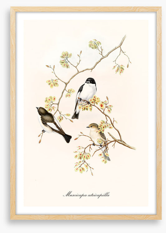 Muscicapa abricapilla