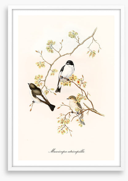 Muscicapa abricapilla