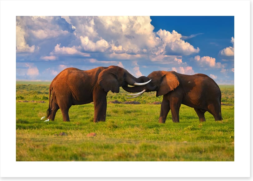 Elephant greeting