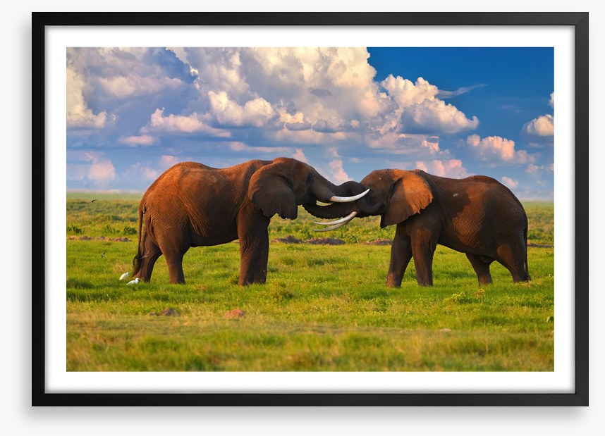 Elephant greeting