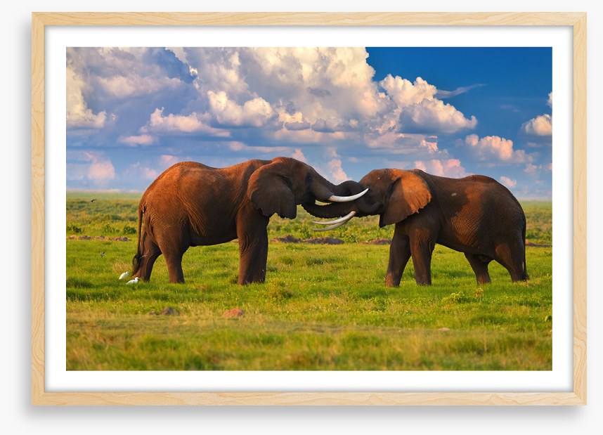 Elephant greeting
