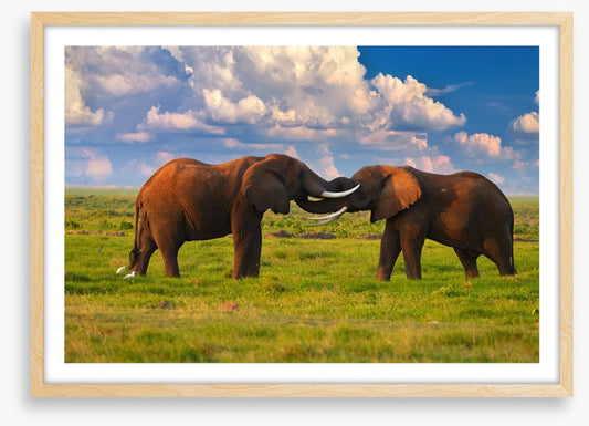 Elephant greeting
