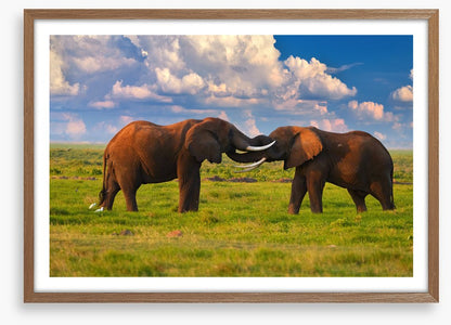 Elephant greeting