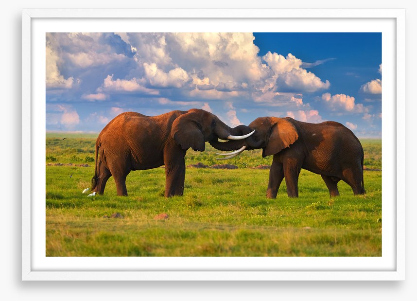 Elephant greeting