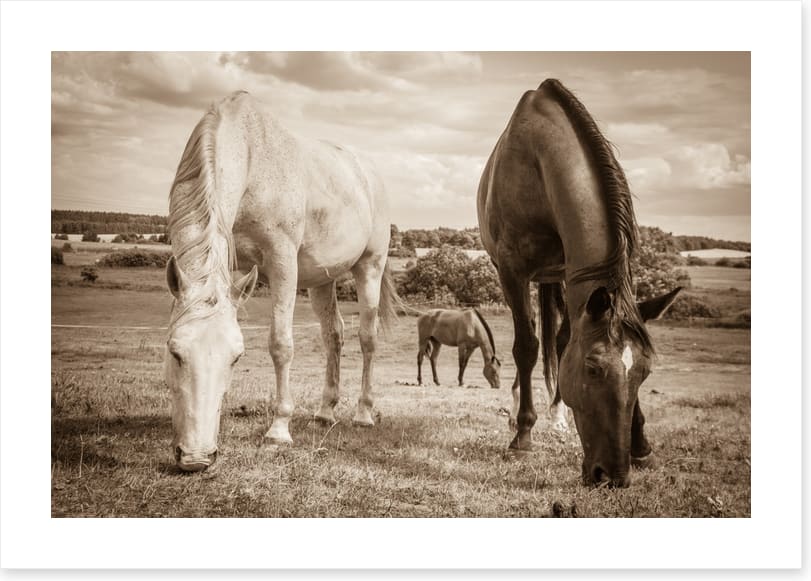 Graceful grazing