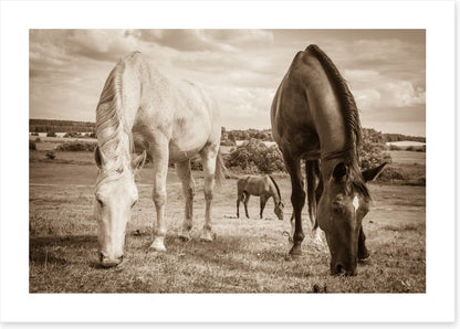 Graceful grazing