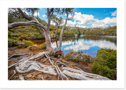Lakeside gums