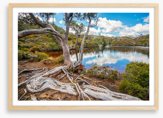 Lakeside gums