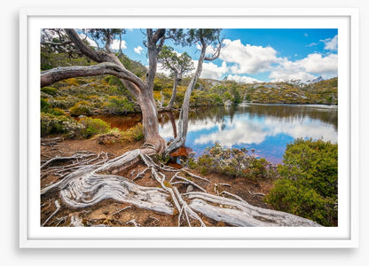 Lakeside gums