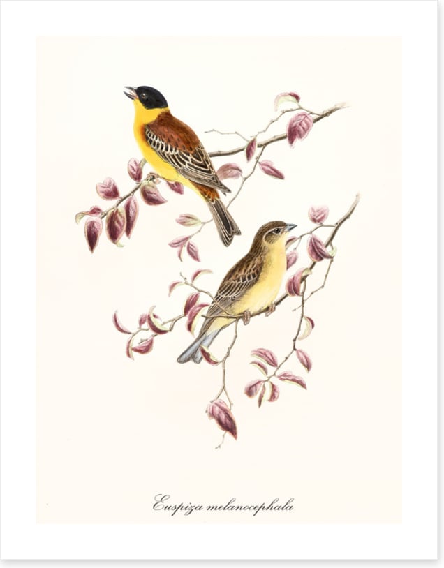 Emberiza melanocephala