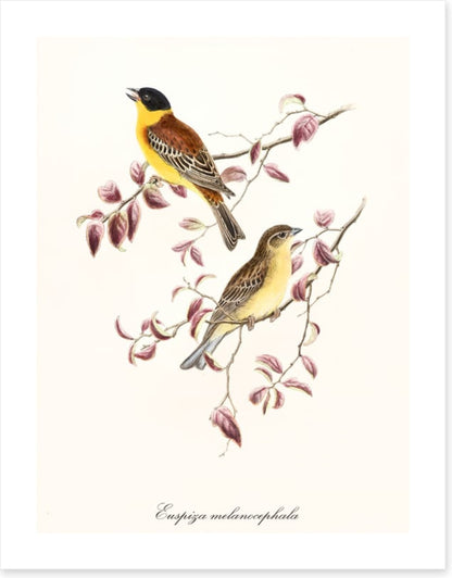 Emberiza melanocephala