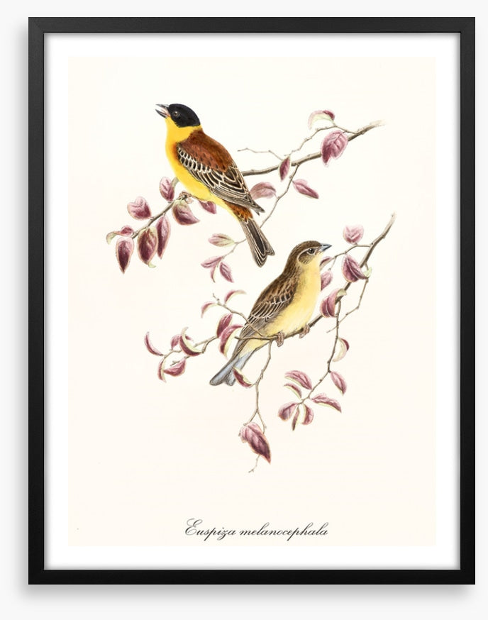 Emberiza melanocephala